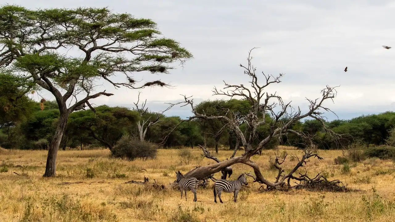 Essential Swahili Vocabulary For Navigating East African Markets