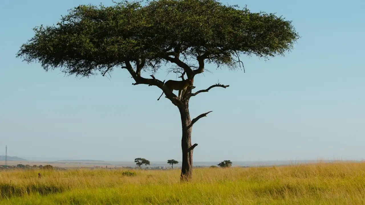 How Long Does It Take To Become Fluent In Swahili?