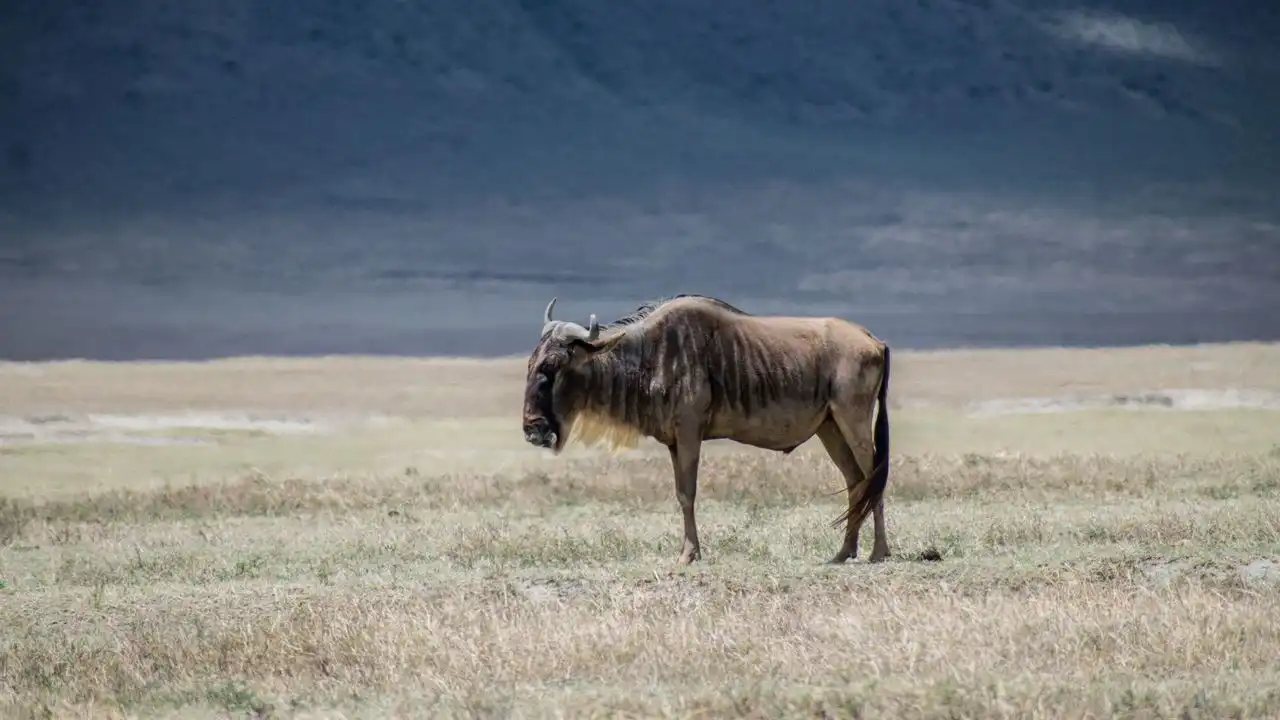 Listening To Native Swahili Podcasts Is Crucial For Intermediate Learners