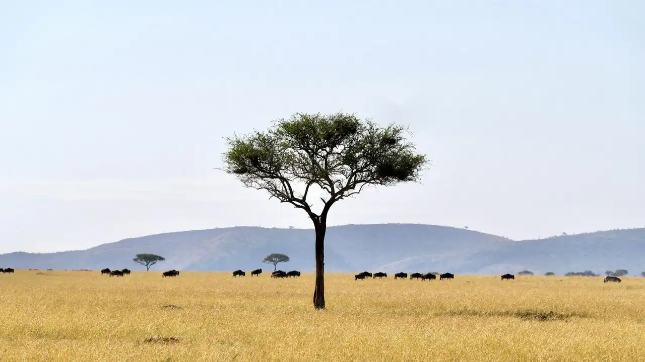 Move Beyond Just Jambo To Master Swahili Greetings