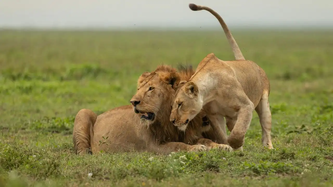 Swahili Vs Arabic: Understanding The Shared Vocabulary