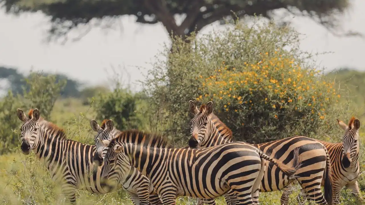 Understanding East African Culture Directly Improves Your Swahili Fluency