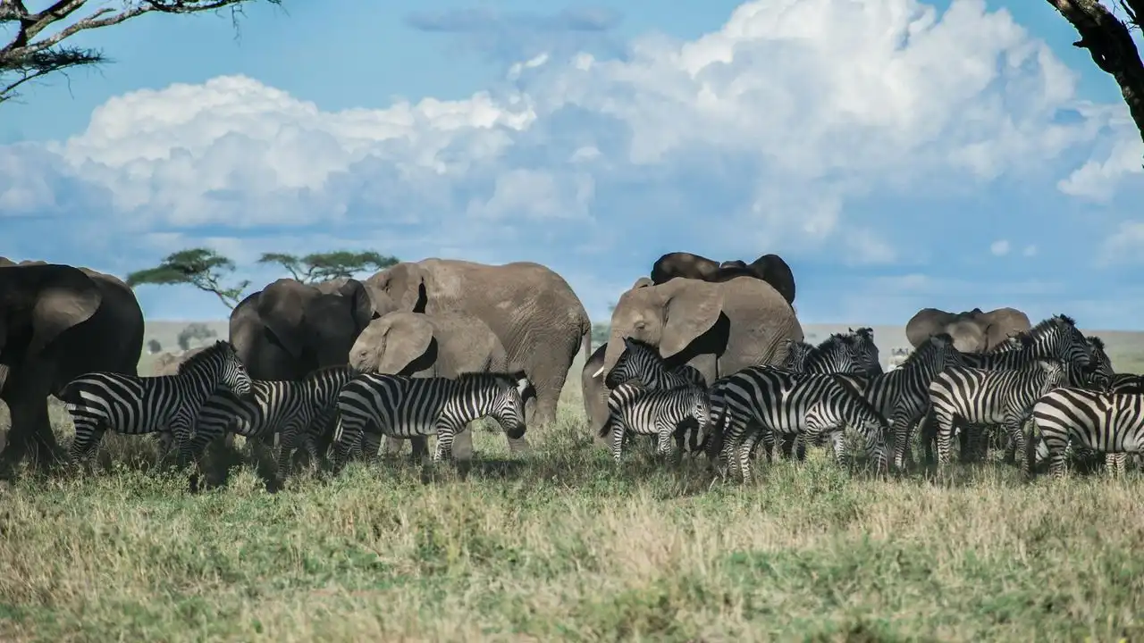 Why Learn Swahili: Top Benefits And Opportunities